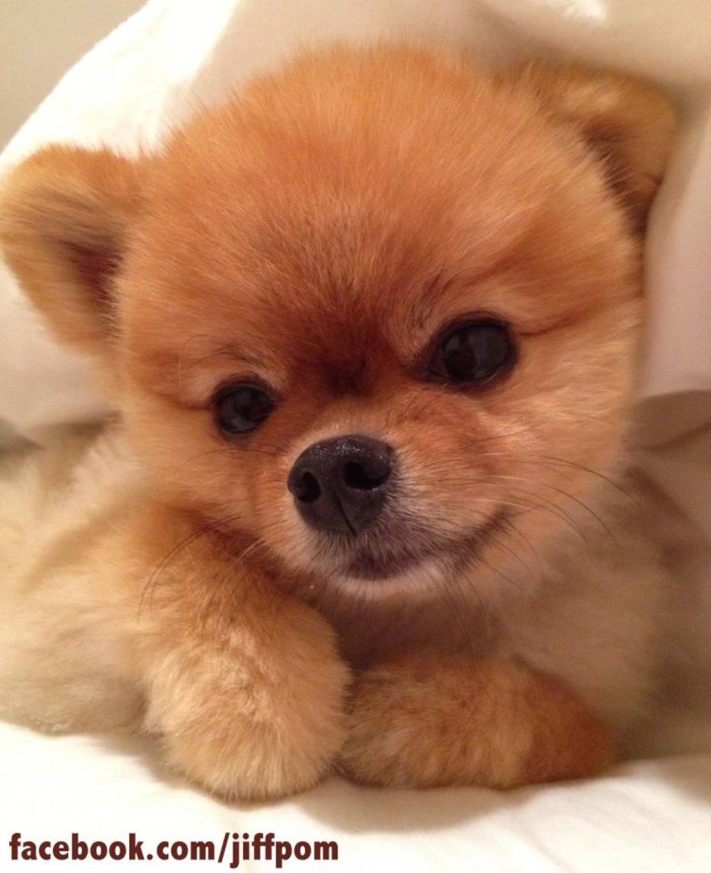 Facebook.com/jiffpom