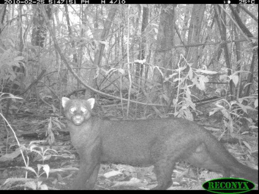 Flickr/siwild.si.edu