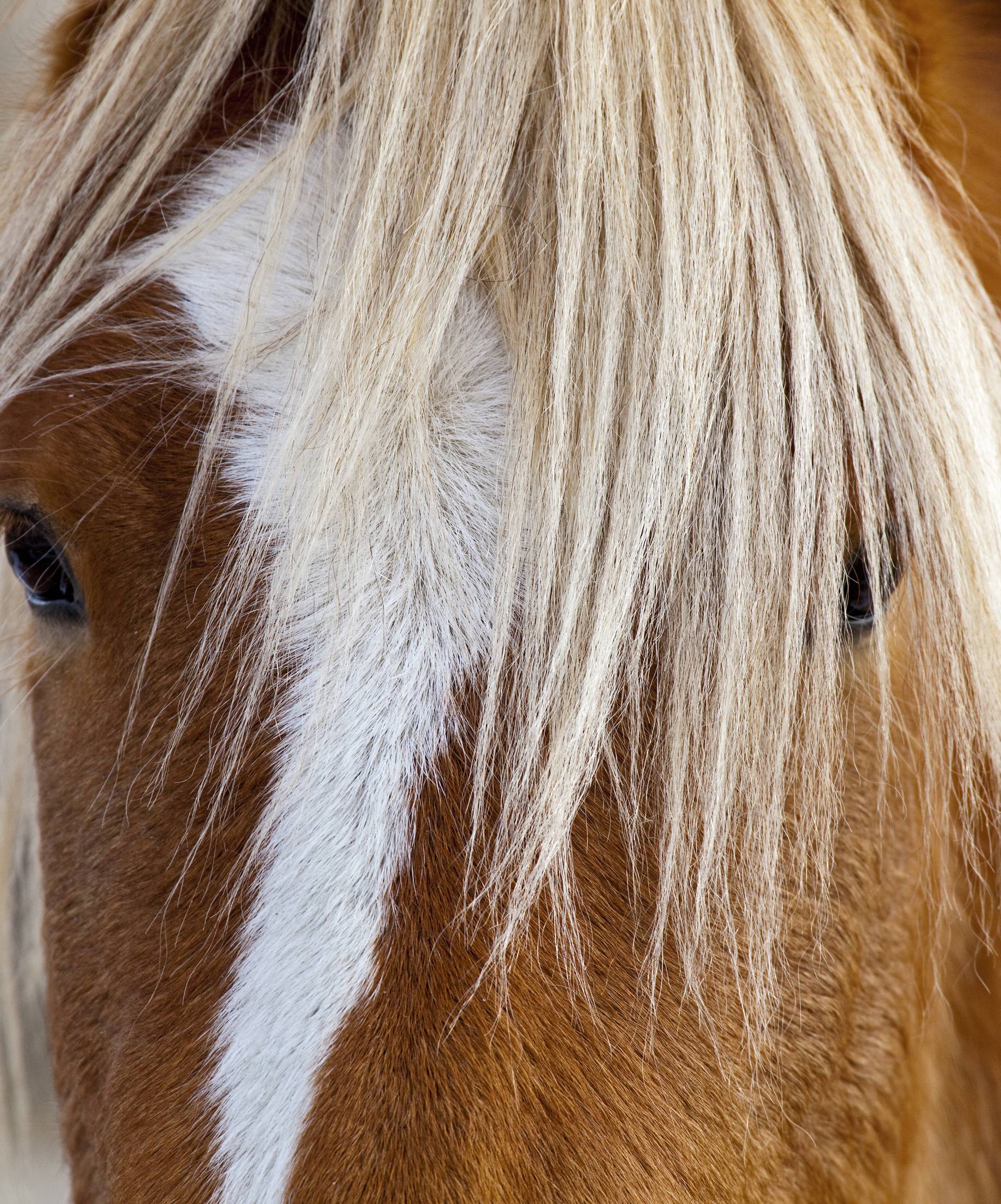 Ultimativni test 'kocka, ljestve i konj' otkrivaju vašu osobnost