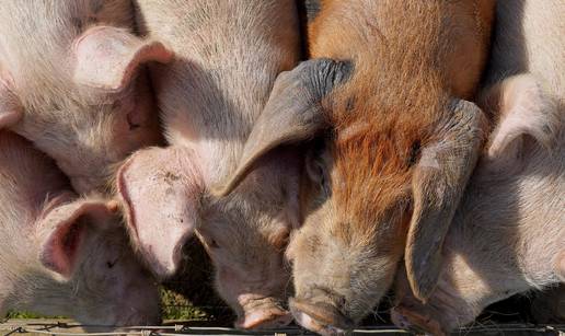 Za razvoj svinjogojstva nužna i modernizacija proizvodnje te udruživanje proizvođača