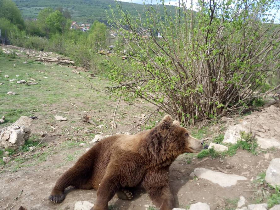 Mladi medo u Kuterevu nakon doručka odmorio je na travi