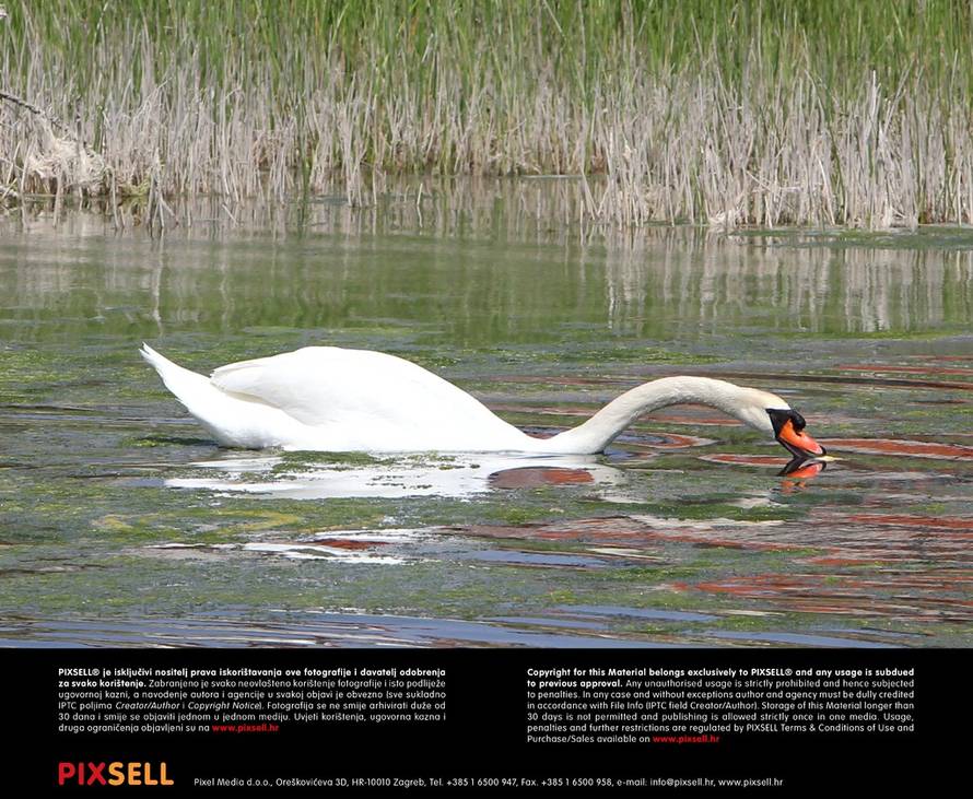 Duško Jaramaz/Pixsell