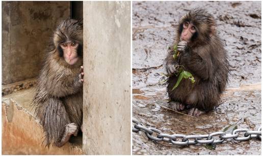 FOTO Punch 'potonuo' na ki&scaron;i: Ljudi i dalje hrle da ga fotkaju, ali postoji goru&cacute;i problem