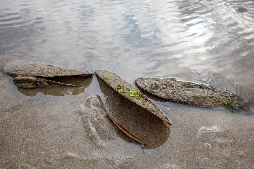 'Periske su potpuno izumrle, ali se nadamo da ćemo ih vratiti'
