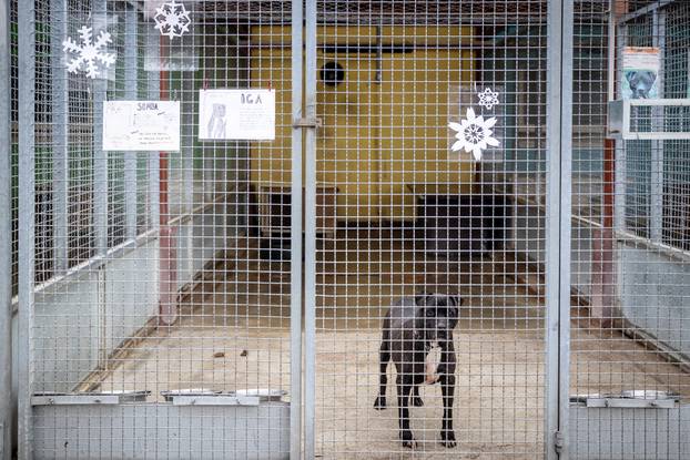 I psići vole advent: Preslatke fotke štenaca koji traže dom