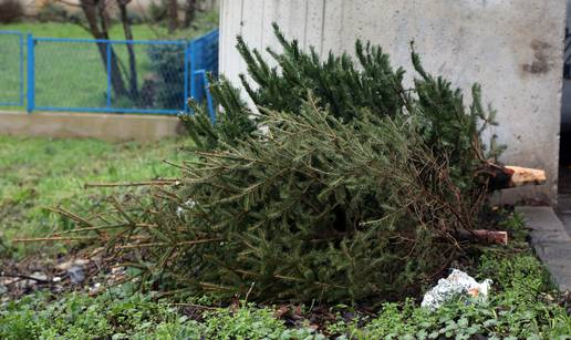 Šibenik: Raskićeni borovi bačeni pored smeća čekaju svoj odvoz