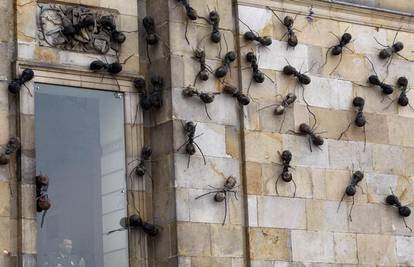 Mravi se uselili u zid i jednoj ženi stalno zvonili na vrata