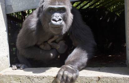 Super obitelj: Mama gorila na svijet je donijela blizance