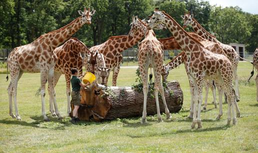 Britanski Safari park ponovno će otvoriti vrata posjetiteljima