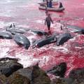 'Bilo je grozno čuti cviljenje': Snimljeno strašno klanje kitova