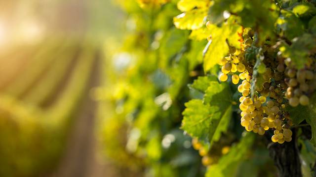 Njemačka ograničila sadnju vinograda, štiti cijenu vina