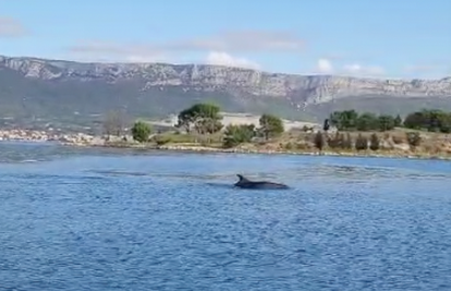VIDEO Iznenađenje u gradu pod Marjanom: 'Dupini su zaplivali blizu veslača, oduševljeni smo!'
