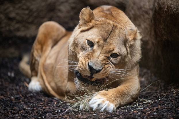 Zagreb: Podjela darova životinjama u Zoološkom vrtu