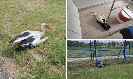 FOTO Zagrebački ZOO spasio je bijelu rodu zapetljanu u mreži na Jakuševcu: 'Roda u nevolji!'