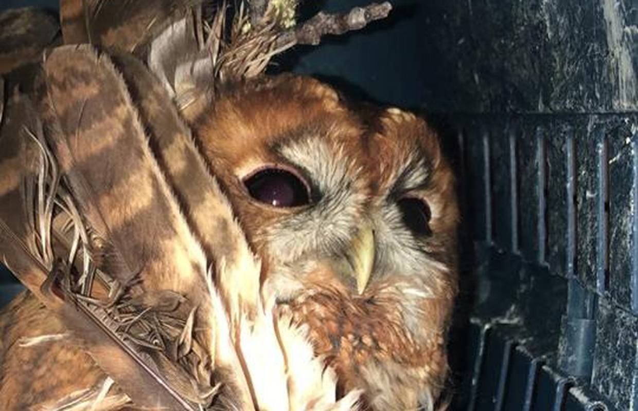 Spasili sovu: Krilo je nabila na granu i zaglavila na vrhu stabla