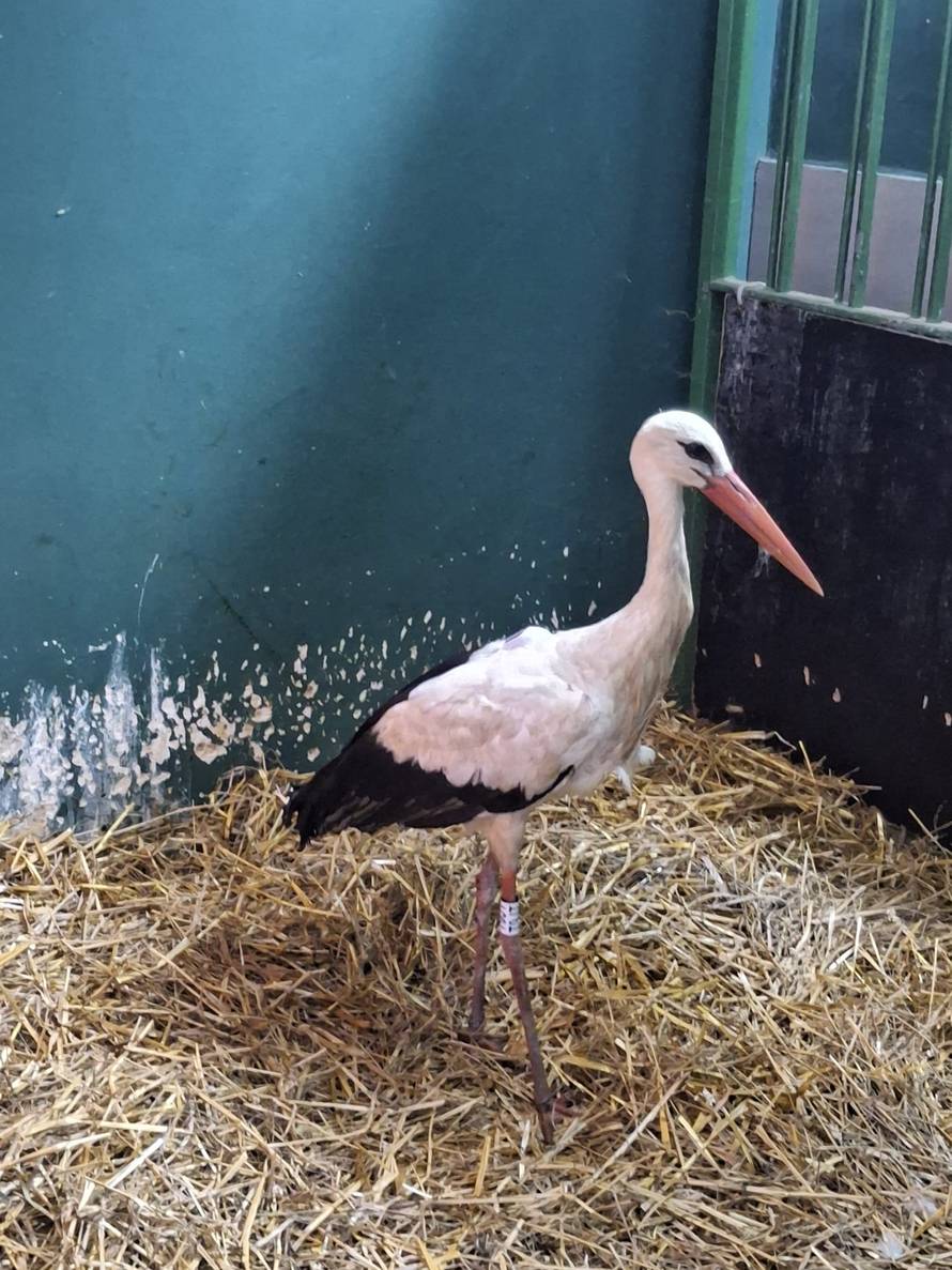 FOTO Bijela roda zapetljala se u mrežu gola u Zagrebu: 'Sanirali smo ranu, pratimo kud se kreće'