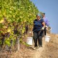 Uranila berba, vinogradari su složni: 'Zbog manje padalina kvaliteta će biti vrhunska!'