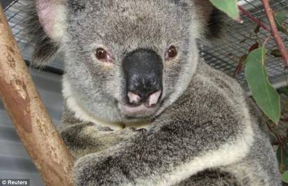 Otkrili zašto koale vole grliti debele grane drveća 