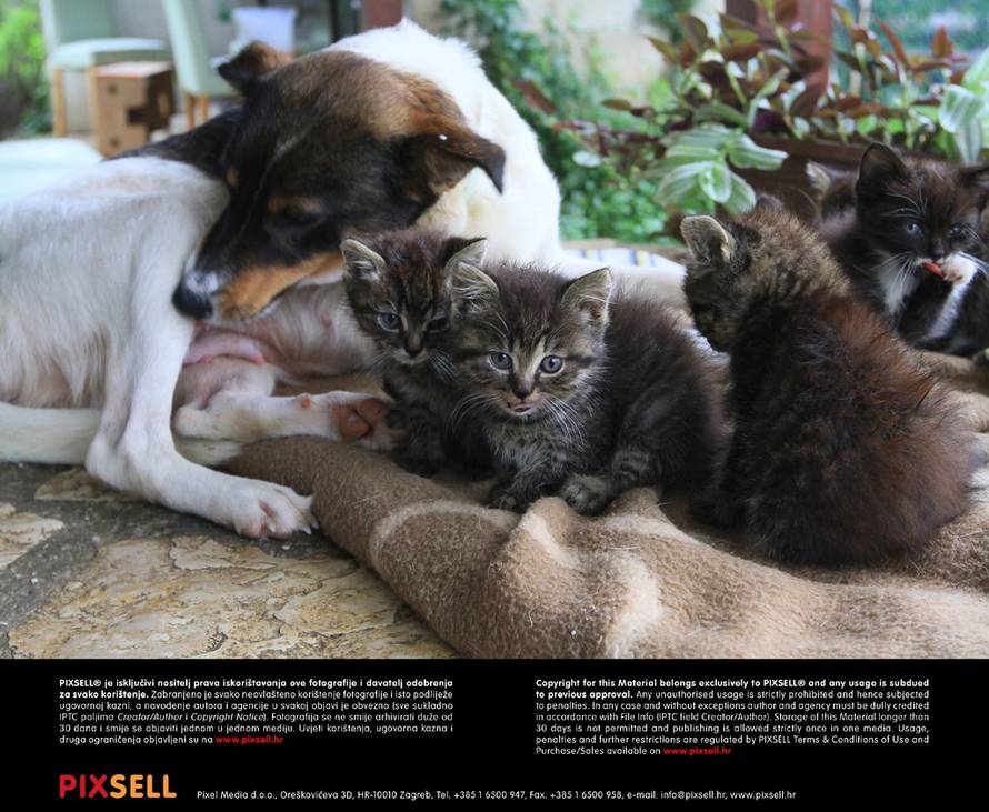 Marijan Sušenj/PIXSELL