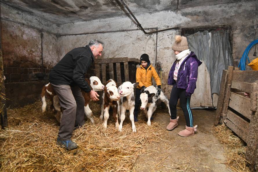 Donja Petrička: Četiri krave u OPG-u Miroslava Trgovca unutar nekoliko dana otelile su osam telića