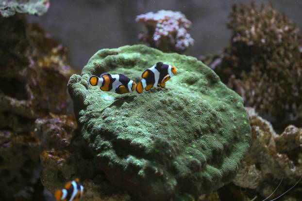 Obnovljeni  pulski Aquarium sada se prostire na 2.500 četvornih metara i postaje najveći akvarij u Europi koji izlaže isključivo mediteranski postav