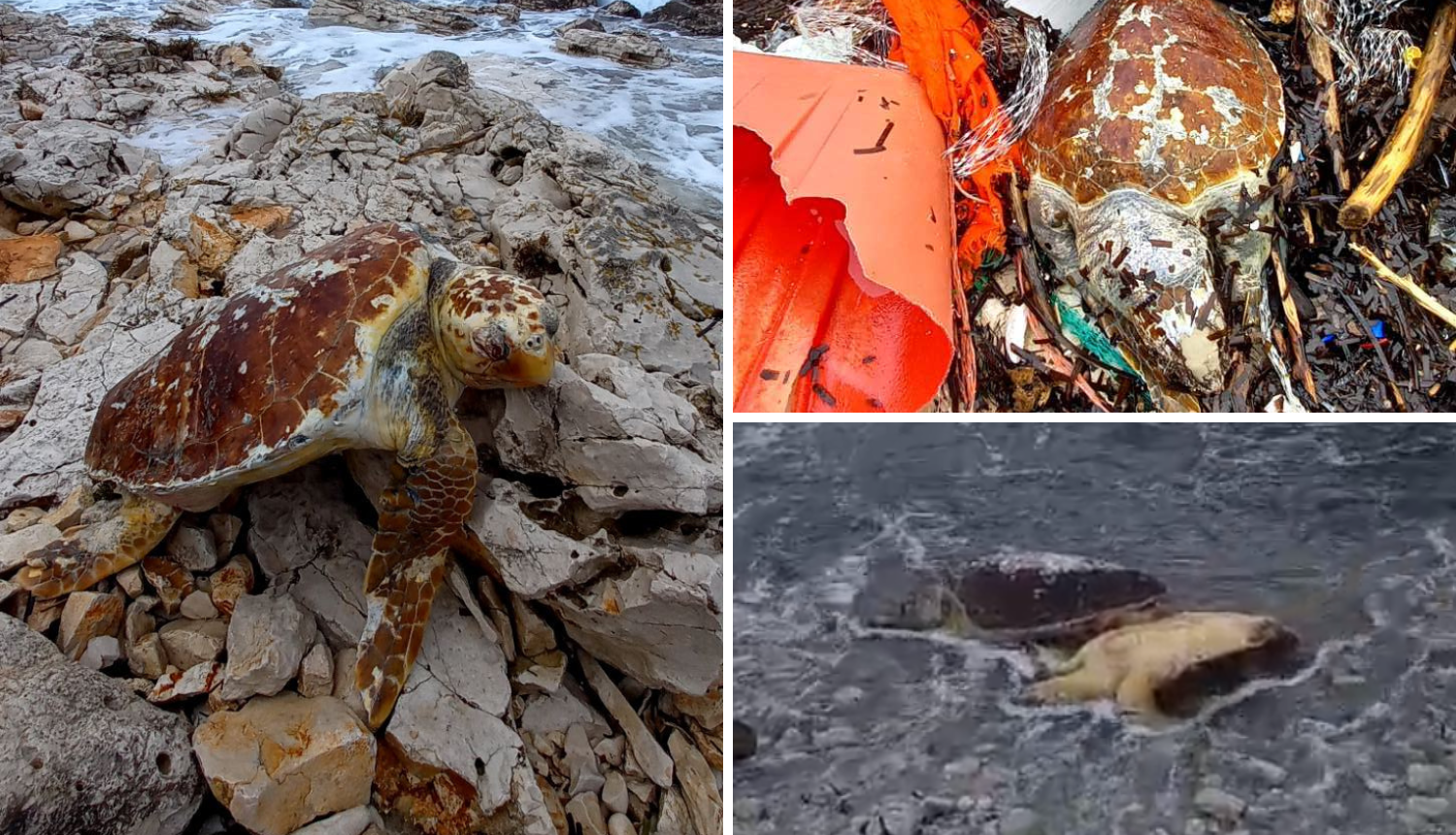 Patolozi otkrili kako su želve nastradale kod plaže Sakarun