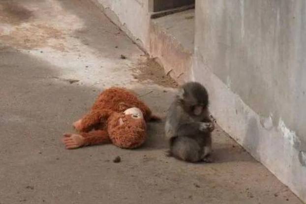 FOTO Majmunčić Punch sad je glavni u društvu: Plišanca bacio