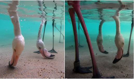 Nevjerojatno: Preslatka snimka flamingosa prikazuje kako jedu