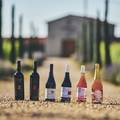 Putujte kroz povijest i okus s vinarijom iz Novigrada: Degustacije koje čuvaju tradiciju