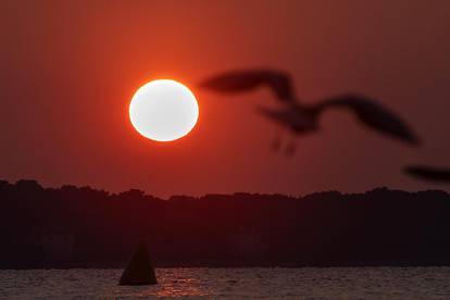 Galebovi uživaju na plažama upujajući posljednje zrake današnjeg sunca