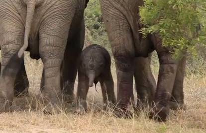 Nevjerojatan prizor iz divljine: Preslatki slonić ući hodati