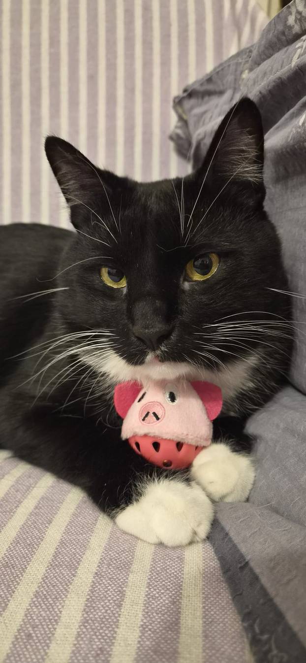 SUPER FOTKE vaših ljubimaca! Neki bi mogli biti viralni hit, ali svi su jednostavno neodoljivi