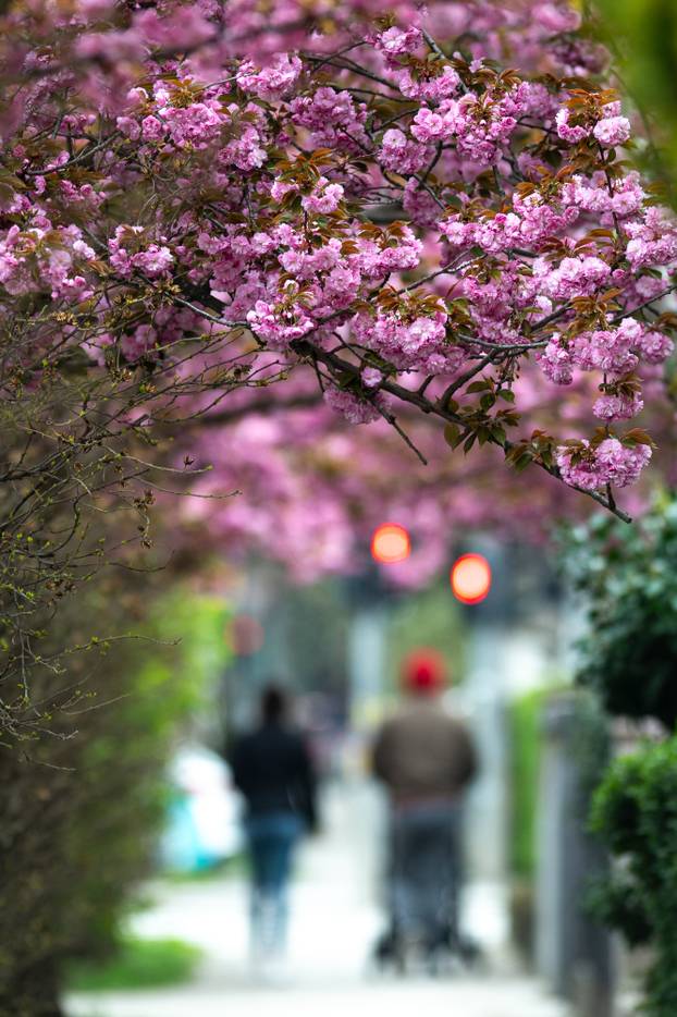 24sata Zagreb: Japanske trešnje u Ulici Bogoslava Šuleka