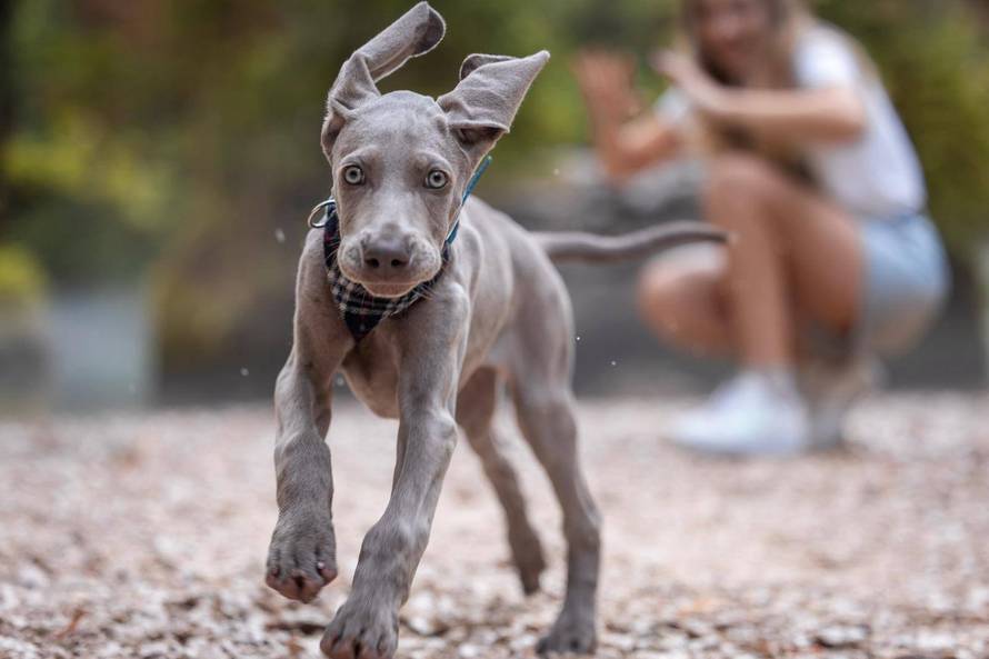 Ova fotografija nije AI, to su tri sestrice jantarnih očiju iz Siska!