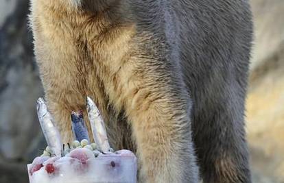 Berlinski Zoo medvjedu Knutu planira napraviti spomenik 