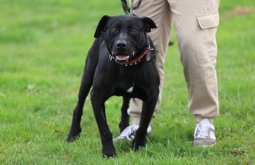 Zagreb: Napušteni psi u Dumovcu