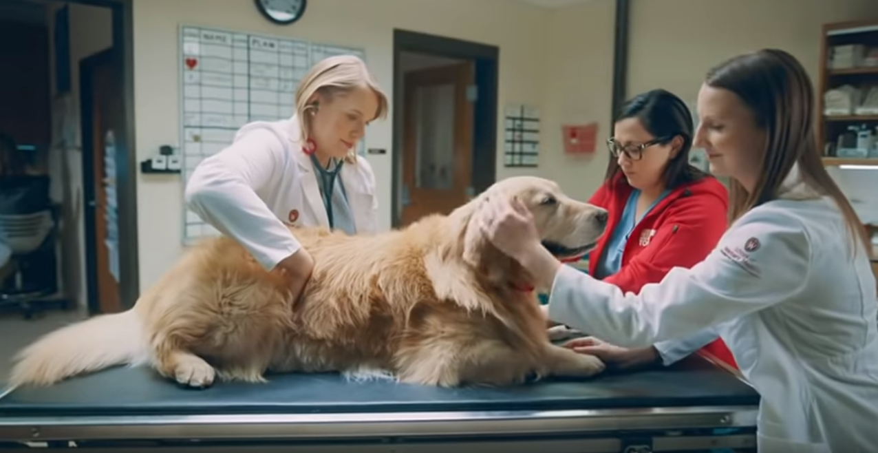 Milijunašu spasili psa pa im je platio reklamu od 6 mil. dolara