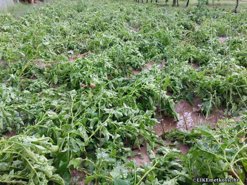 Veliko nevrijeme s tučom jučer je pogodilo dolinu Neretve, poljoprivrednici zbrajaju štetu