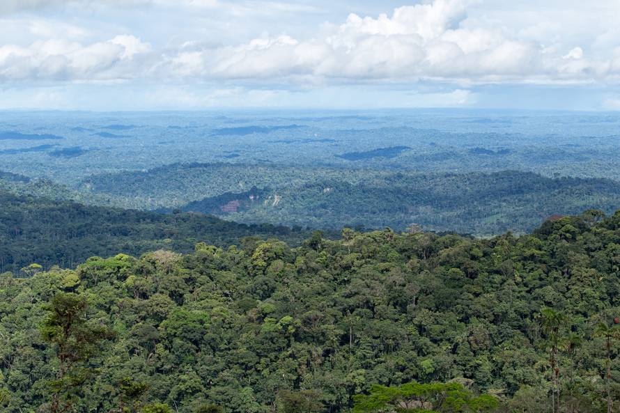 Posadite drvo za više zraka
