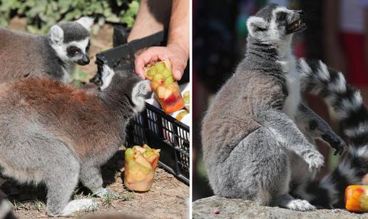 VIDEO I njima treba osvježenje od vrućina! U zagrebačkom ZOO-u lemuri dobili sladolede...