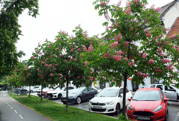 Sisak: Drvored crvenog kestena