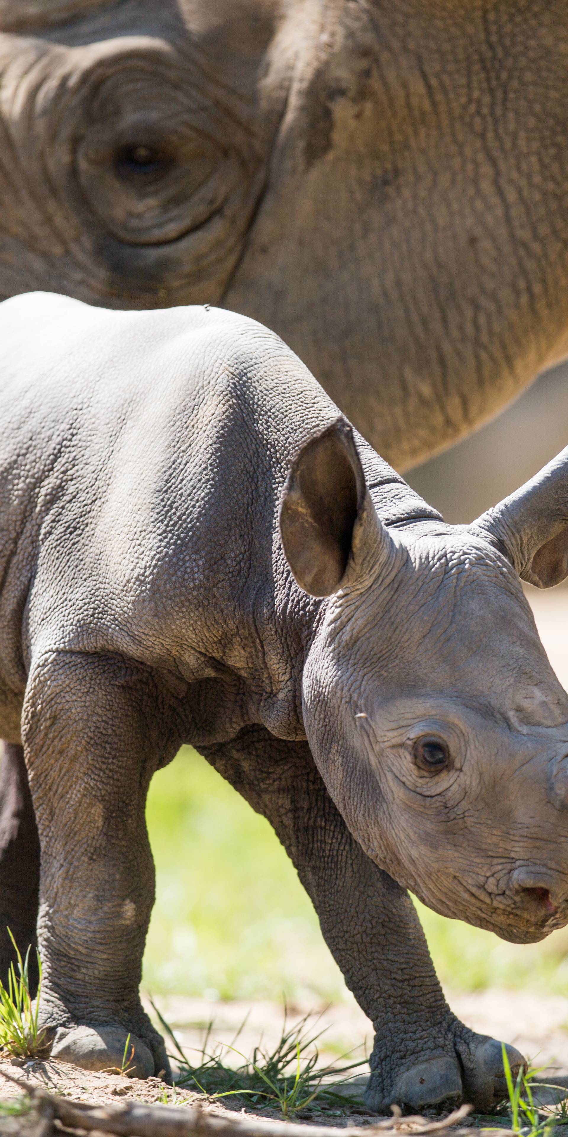 Baby black rhino at Krefeld Zoo