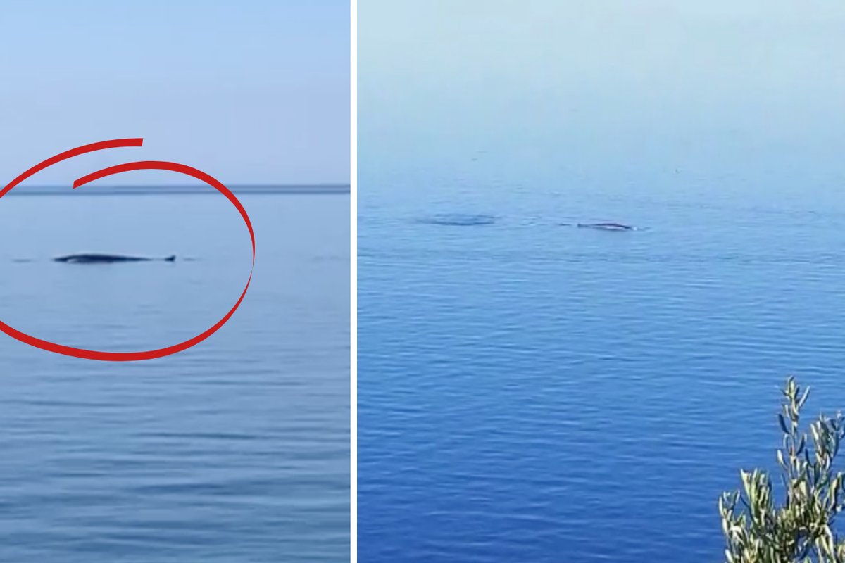 Čudesni prizori: Kit plivao kod Orebića, 200 metara od plaže