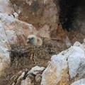 Baby boom bjeloglavih supova na otocima, U&ccaron;koj i Istri: '&Ccaron;ak 173 para imaju po jaje...'