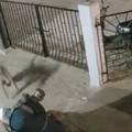 VIDEO Majmun napao staricu u Indiji: Od ozljeda je preminula