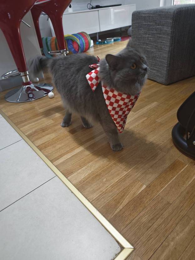 ŠAPE GORE! Ovako navijaju za repku ljubimci naših čitatelja