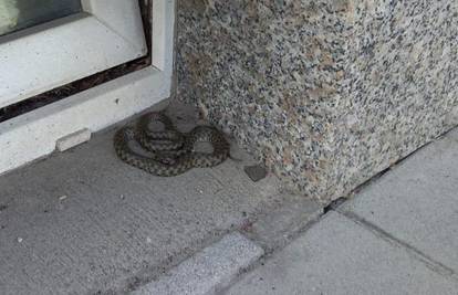 Uplašili se zmije pred prozorom u Ivaniću, mislili da je riđovka. Vatrogasci je vratili u prirodu