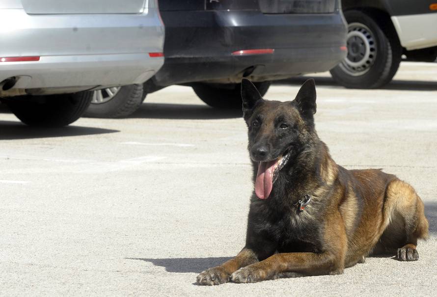 10 godina staža: Pas Pik ide u mirovinu, mijenja ga Blondie