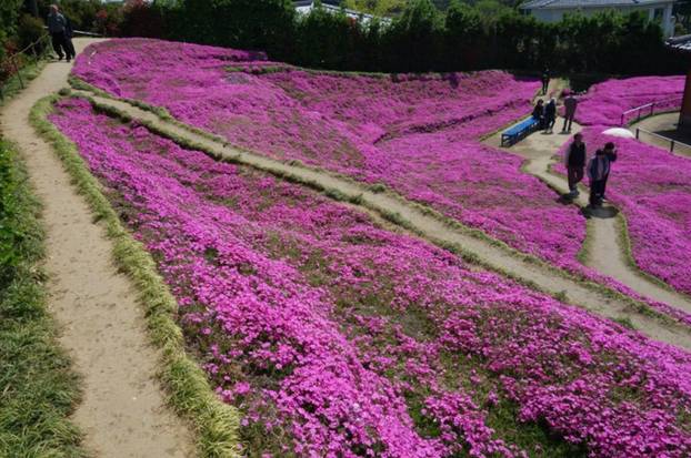 FOTO Pogledajte tu divotu: Farmer zasadio tisuće cvjetova za svoju slijepu suprugu