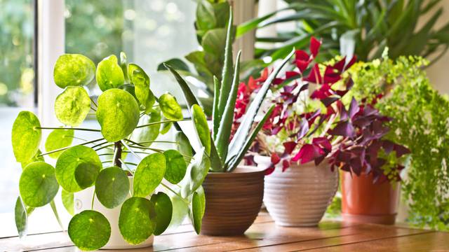 Ove tri biljke izvrsno podnose vrućinu, neće uvenuti tako lako